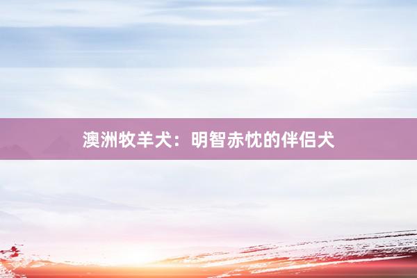 澳洲牧羊犬：明智赤忱的伴侣犬